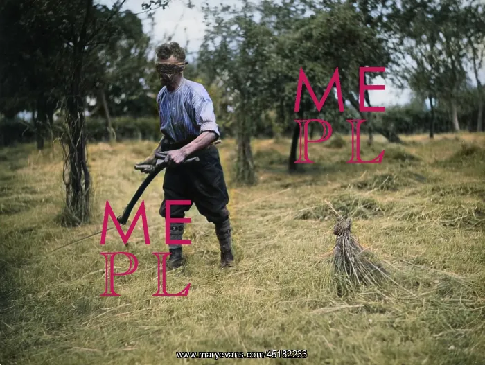 : MOWING THE COCK'S HEAD : MOWING THE COCK'S HEAD