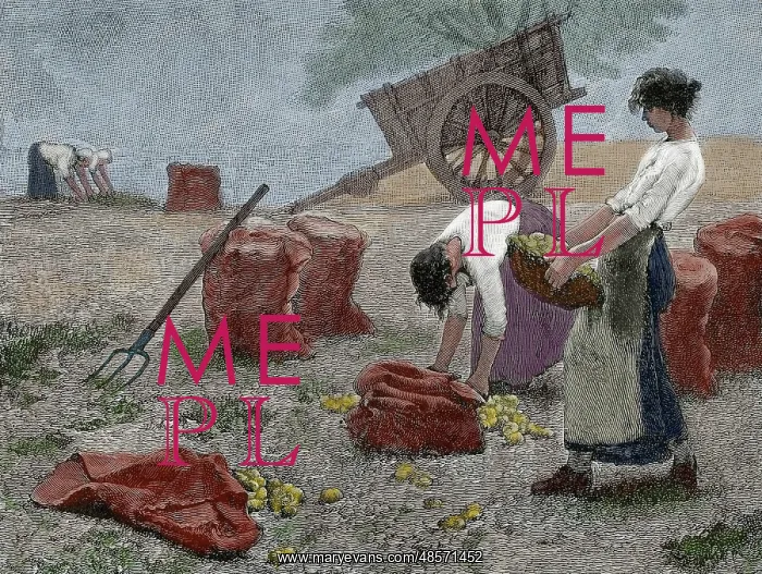: Mowing. Engraving, 19th century. Colored : Mowing. Engraving, 19th century. Colored