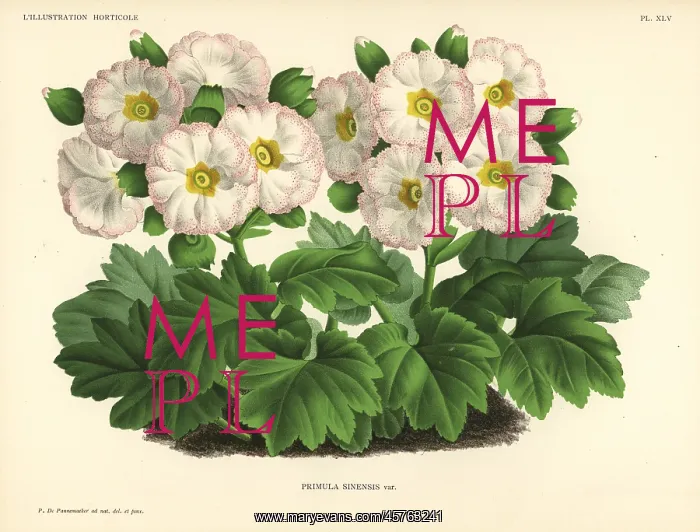 : Mr. Cannell's Chinese primrose variety, Primula sinensis var : Mr. Cannell's Chinese primrose variety, Primula sinensis var