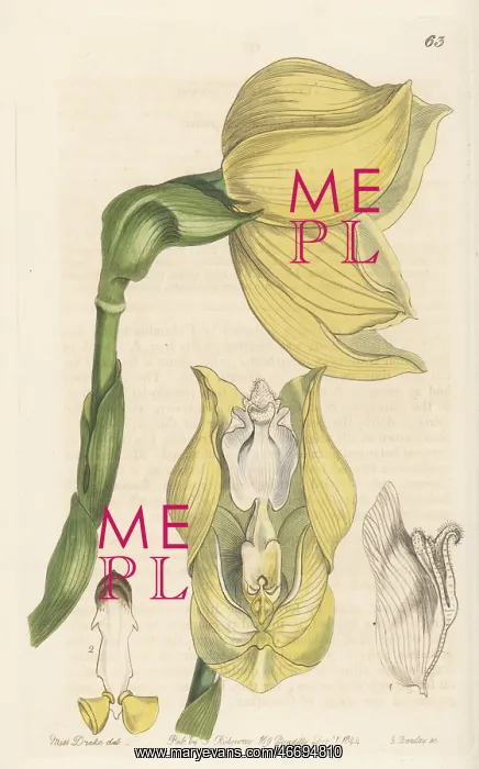 : Mr. Clowes's anguloa, Anguloa clowesii : Mr. Clowes's anguloa, Anguloa clowesii