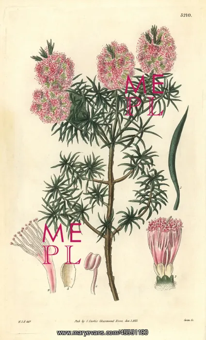 : Mr Fraser's melaleuca, Melaleuca fraseri : Mr Fraser's melaleuca, Melaleuca fraseri