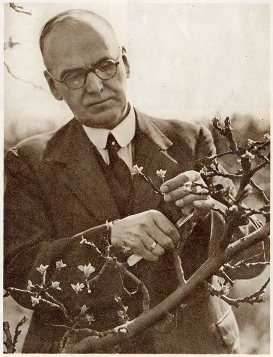 : Mr Middleton, wartime gardening guru : Mr Middleton, wartime gardening guru