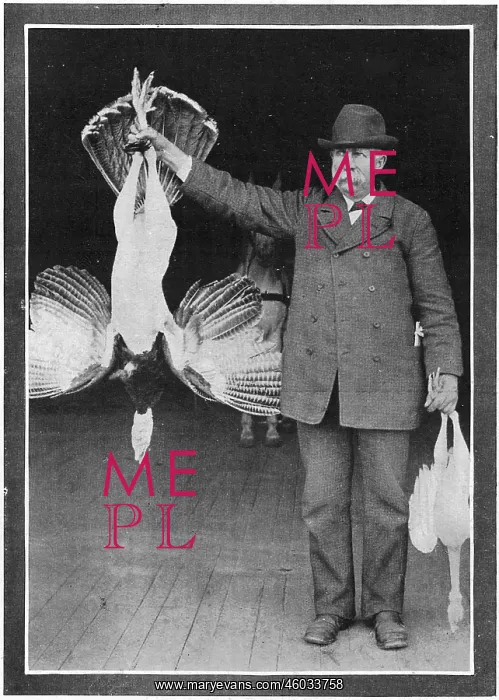 : Mr. Roosevelt's Turkey : Mr. Roosevelt's Turkey