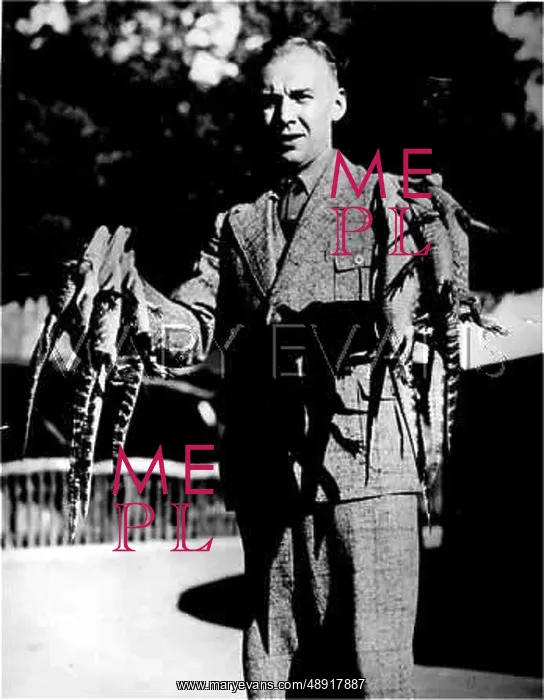 : MR ROSSTER & CROCODILES : MR ROSSTER & CROCODILES