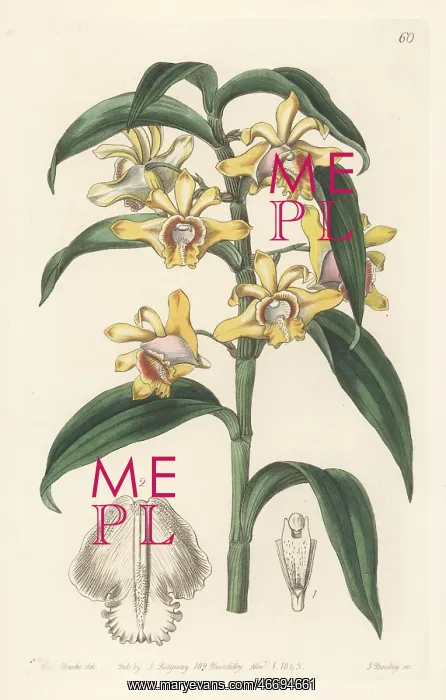 : Mr Rucker's dendrobium, Dendrobium ruckeri : Mr Rucker's dendrobium, Dendrobium ruckeri