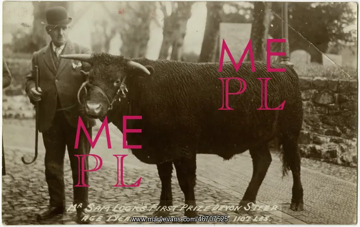 : Mr Sam Lock's First Prize-winning Devon Steer : Mr Sam Lock's First Prize-winning Devon Steer
