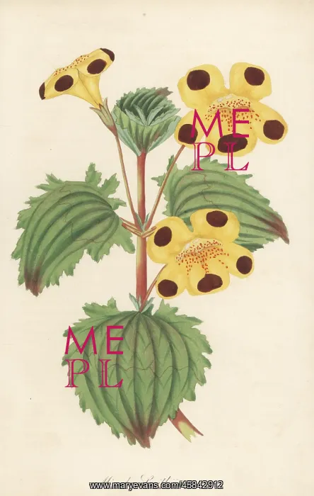 : Mr. Smith's monkey flower, Erythranthe E' smithii : Mr. Smith's monkey flower, Erythranthe E' smithii