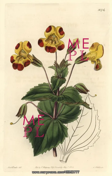 : Mr Smith's monkey flower, Mimulus smithii : Mr Smith's monkey flower, Mimulus smithii