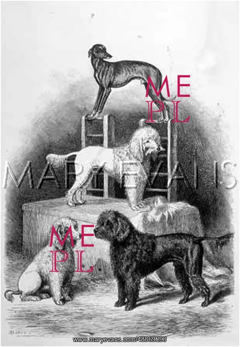  : Mr Walton's performing dogs