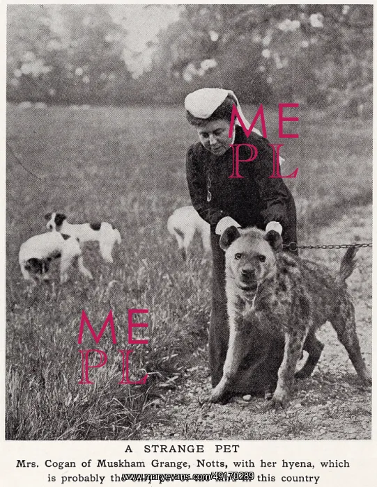 : Mrs Cogan and her pet hyena : Mrs Cogan and her pet hyena