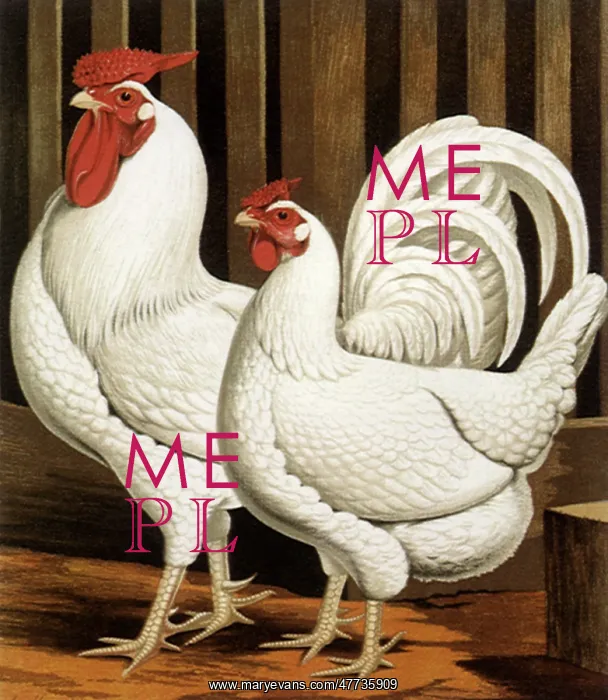 : Mrs. Fairhurst's Pair of White Dorkings : Mrs. Fairhurst's Pair of White Dorkings