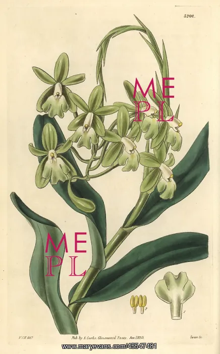 : Mrs Harrison's epidendrum orchid, Epidendrum harrisoniae : Mrs Harrison's epidendrum orchid, Epidendrum harrisoniae