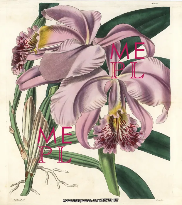 : Mrs Moss superb cattleya or easter orchid, Cattleya mossiae : Mrs Moss superb cattleya or easter orchid, Cattleya mossiae