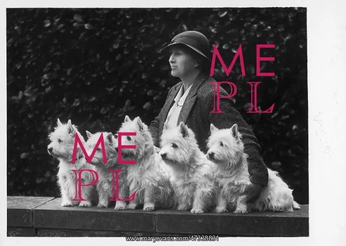 : MRS PACEY AND DOGS : MRS PACEY AND DOGS