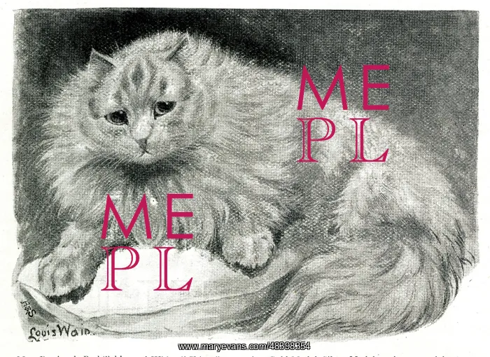 : Mrs Pattison's Red Tabby and White cat Chicot : Mrs Pattison's Red Tabby and White cat Chicot