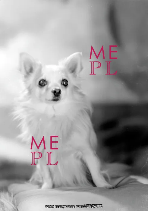  : Mrs Petra's dog