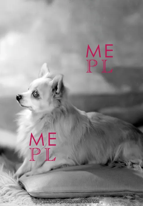  : Mrs Petra's dog