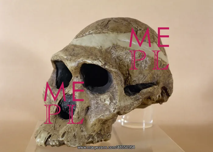 : Mrs. Ples skull : Mrs. Ples skull