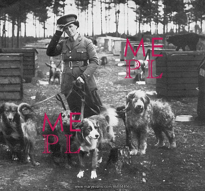 : Mrs Richardson and her dog pupils, WW1 : Mrs Richardson and her dog pupils, WW1