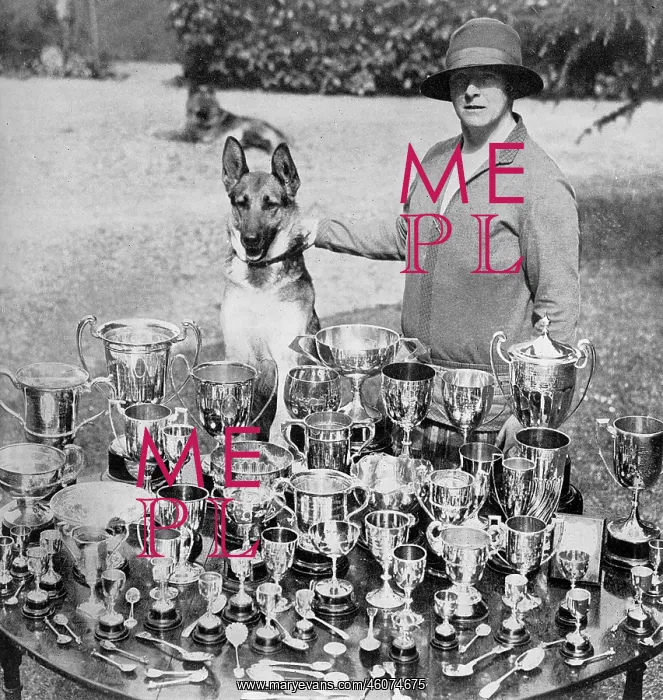 : Mrs Thornton - breeder of champion Alsatians : Mrs Thornton - breeder of champion Alsatians