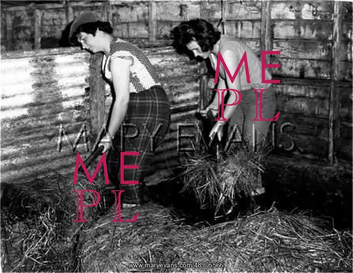 : MUCKING OUT 1950S : MUCKING OUT 1950S