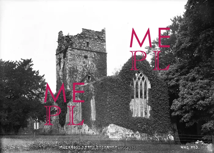 : Muckross Abbey, Killarney : Muckross Abbey, Killarney