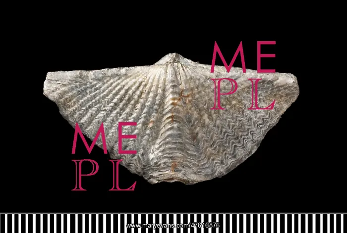 : Mucrospirifer, a fossil brachiopod : Mucrospirifer, a fossil brachiopod