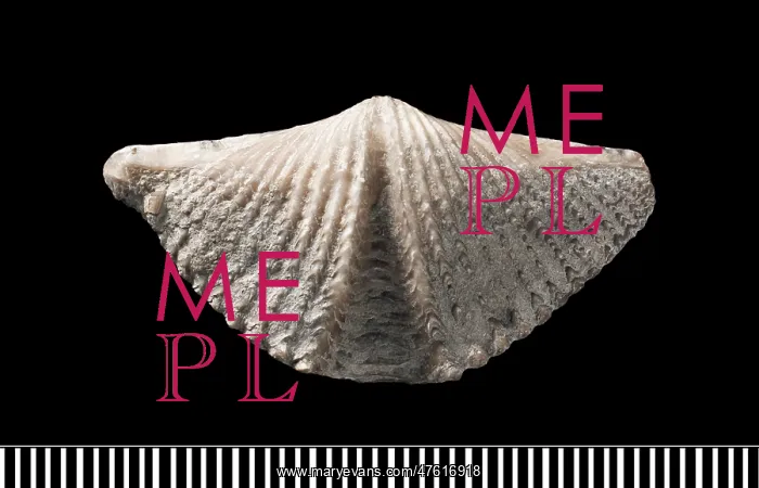 : Mucrospirifer, a fossil brachiopod : Mucrospirifer, a fossil brachiopod