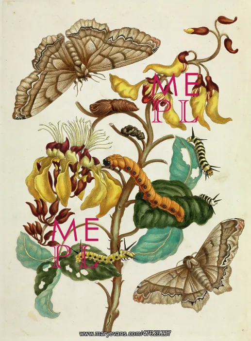 : Mucuna with insects in different life stages : Mucuna with insects in different life stages