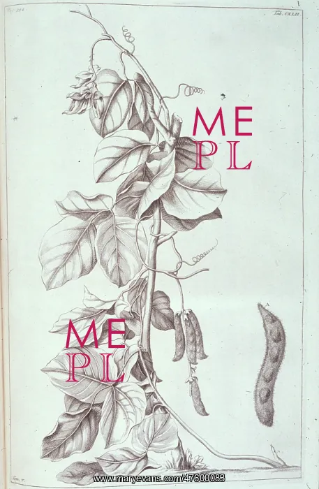 : Mucuna pruriens, velvet bean : Mucuna pruriens, velvet bean