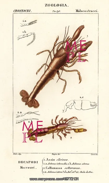 : Mud lobster and mud shrimp : Mud lobster and mud shrimp