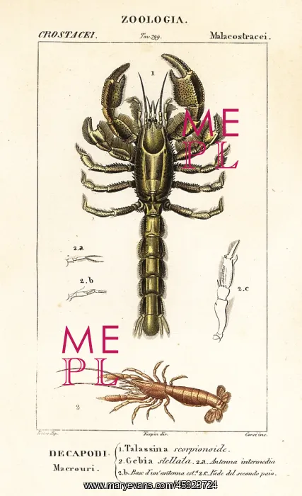 : Mud lobster and mud shrimp : Mud lobster and mud shrimp