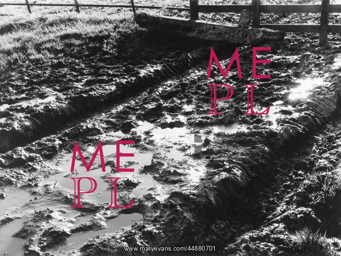 : MUDDY COUNTRY LANE : MUDDY COUNTRY LANE