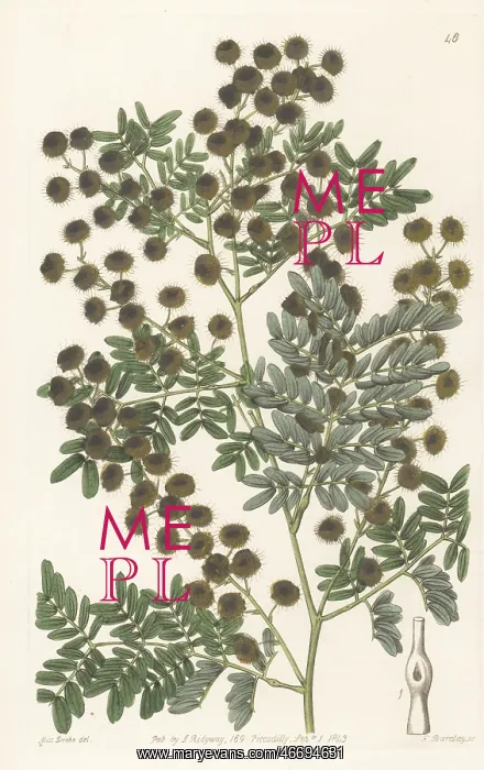 : Mudgee wattle, Acacia spectabilis : Mudgee wattle, Acacia spectabilis