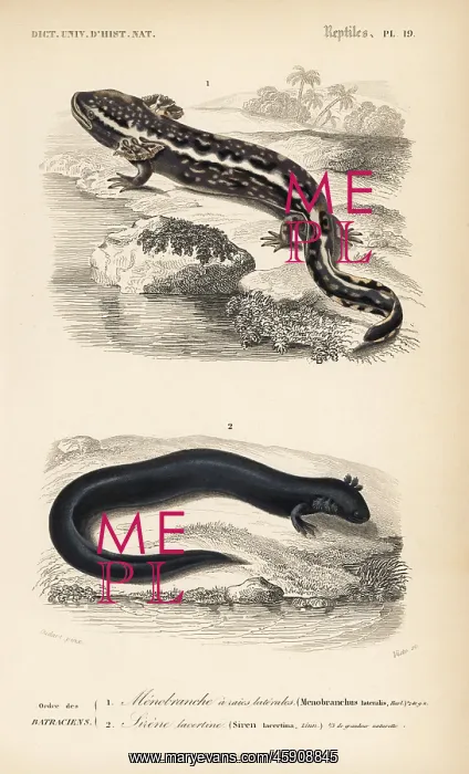  : Mudpuppy and greater siren