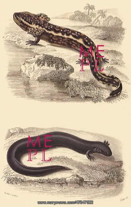  : A Mudpuppy and a Siren