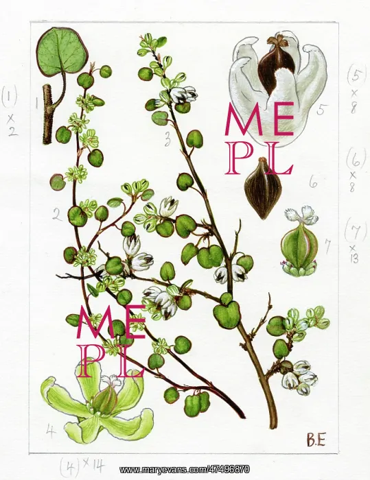 : Muehlenbeckia complexa - maidenhair vine : Muehlenbeckia complexa - maidenhair vine