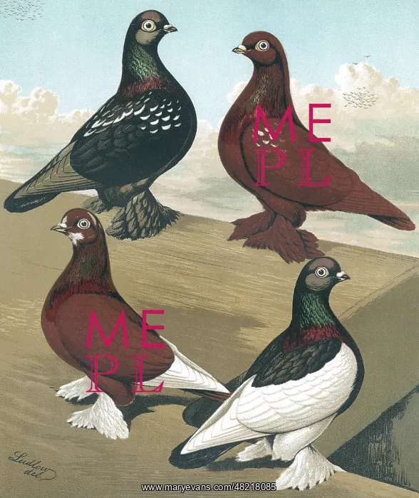 : Muffed Flying Tumblers, Pigeons : Muffed Flying Tumblers, Pigeons