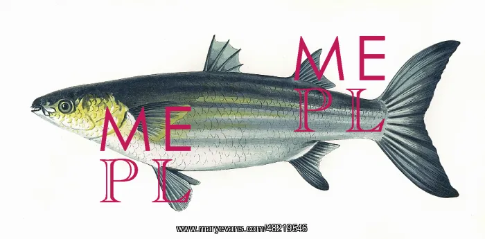 : Mugil cephalus, or Flathead mullet : Mugil cephalus, or Flathead mullet