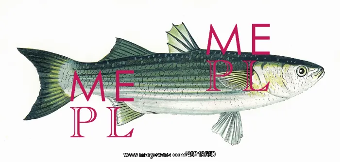 : Mugil chelo, or Lesser Grey Mullet : Mugil chelo, or Lesser Grey Mullet