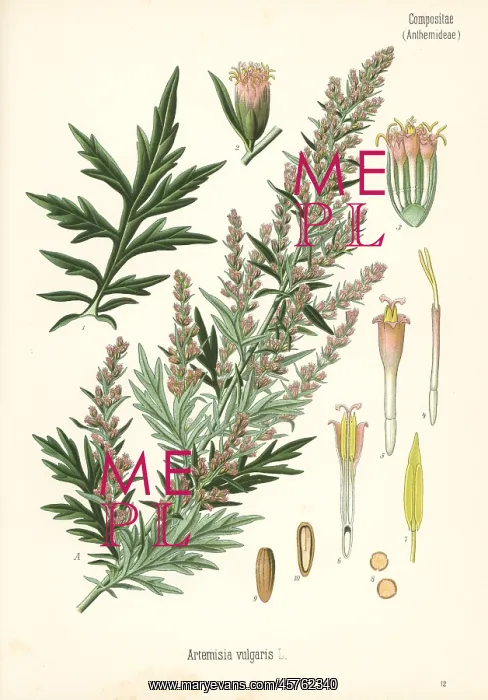 : Mugwort, Artemisia vulgaris : Mugwort, Artemisia vulgaris