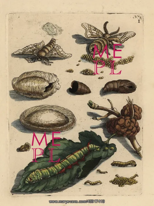 : Mulberry leaf and silkworm, Bombyx mori : Mulberry leaf and silkworm, Bombyx mori