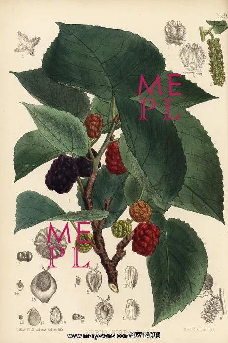 : Mulberry, Morus nigra : Mulberry, Morus nigra