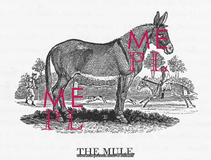 : MULE (BEWICK) : MULE (BEWICK)