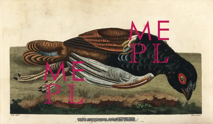 : Mule bird, thought to be a pheasant / partridge hybrid : Mule bird, thought to be a pheasant / partridge hybrid