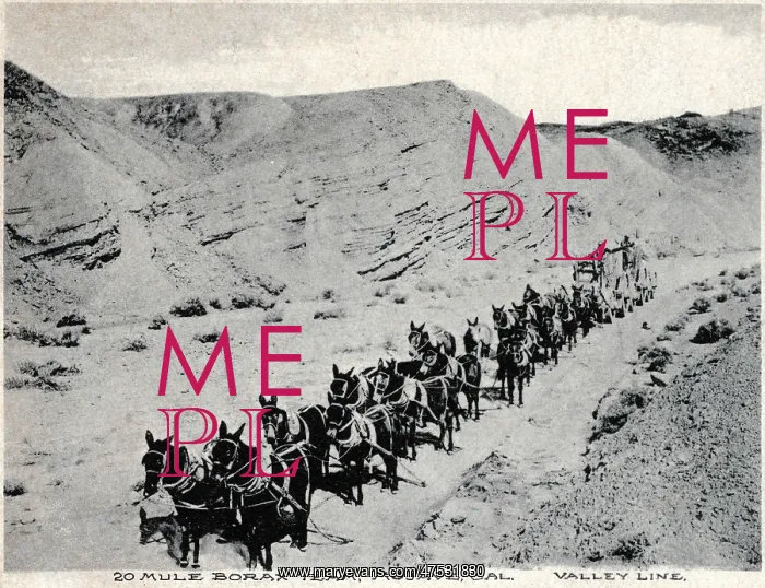  : Twenty mule Borax team, Mojave, California