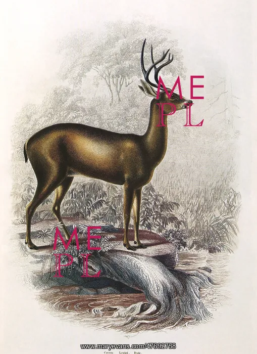: Mule Deer : Mule Deer