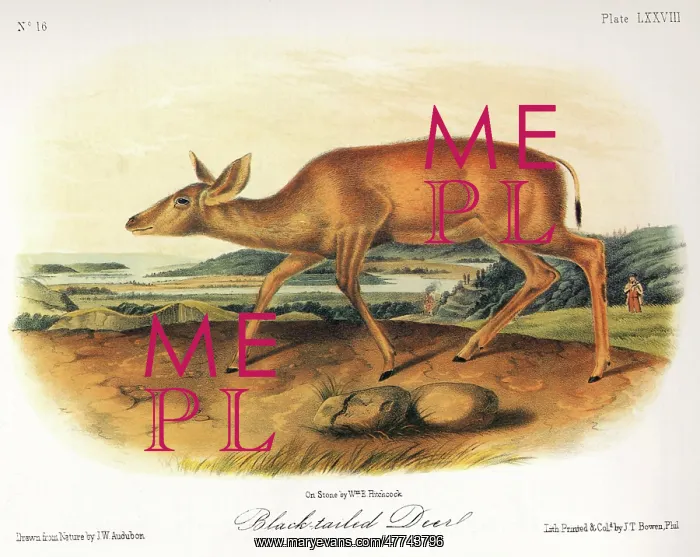  : Mule Deer, Black-Tailed Deer