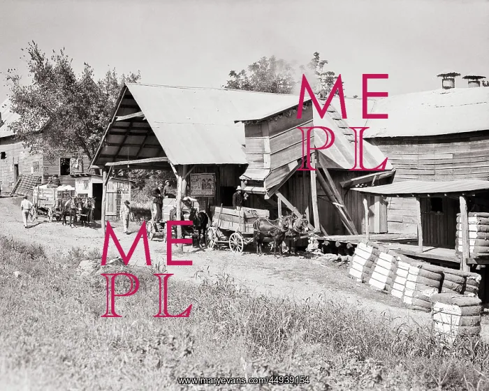 : Mule Drawn Wagons Delivering Picked Cotton to : Mule Drawn Wagons Delivering Picked Cotton to