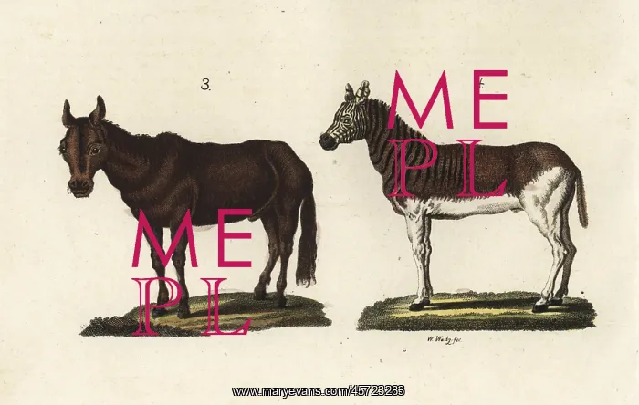 : Mule and quagga : Mule and quagga